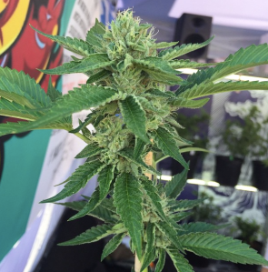 Screen Shot 2015-06-22 at 10.40.31 PM